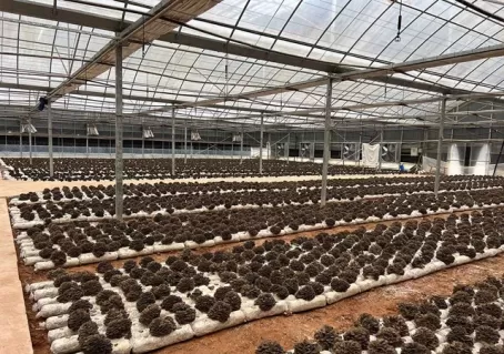 Organic Maitake Mushroom