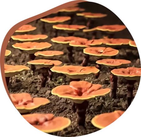 Organic Reishi Mushroom