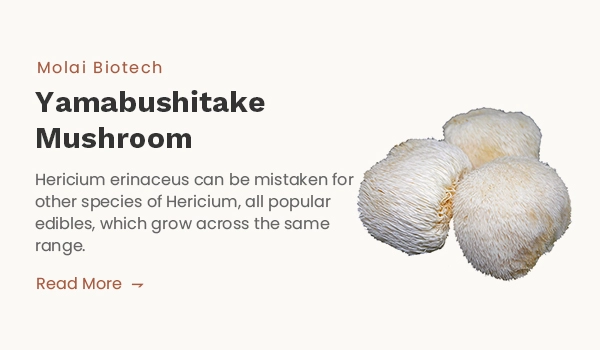 Hericium Erinaceus Lion's Mane  Mushroom Extract