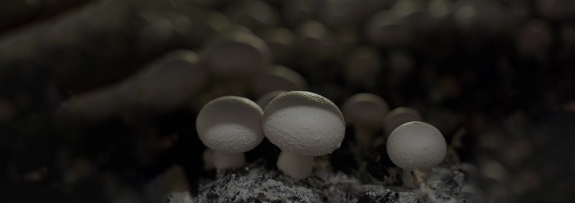 Molai Biotech mushroom ingredient operations