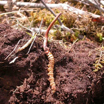 Natural caterpillar-fungus form shown for species context, not the supplied mycelium material
