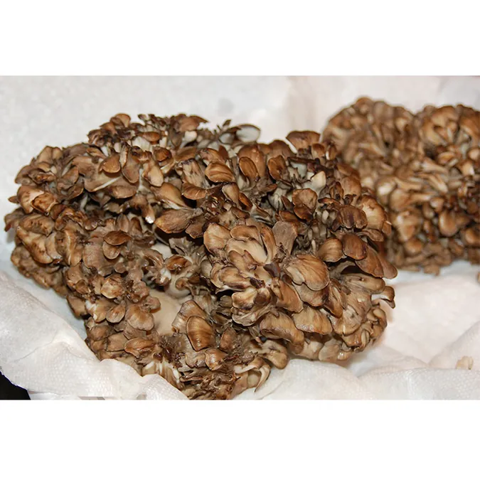 Grifola Frondosa Mushroom Extract