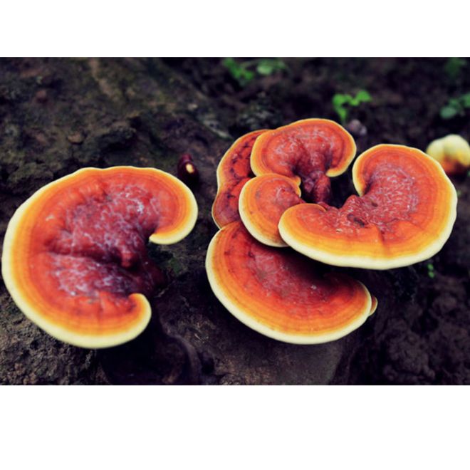 Ultimate Guide to Chaga Mushroom Extracts in Oncology Use